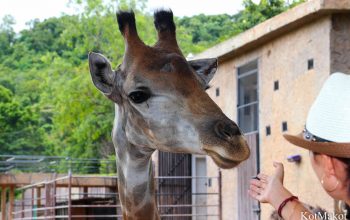 Зоопарк в Паттайе, Таиланд, 2014 год