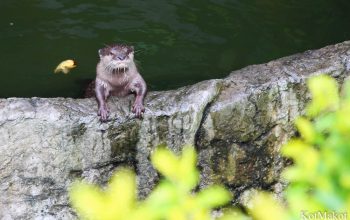 Зоопарк в Паттайе, Таиланд, 2014 год