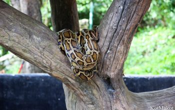 Зоопарк в Паттайе, Таиланд, 2014 год