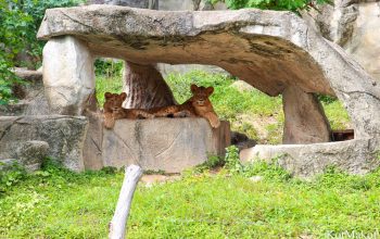Зоопарк в Паттайе, Таиланд, 2014 год