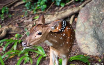 Зоопарк в Паттайе, Таиланд, 2014 год