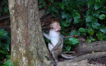 Зоопарк в Паттайе, Таиланд, 2014 год