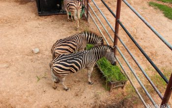 Зоопарк в Паттайе, Таиланд, 2014 год