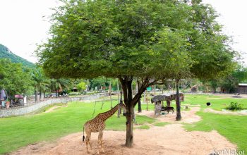 Зоопарк в Паттайе, Таиланд, 2014 год