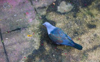 Зоопарк в Паттайе, Таиланд, 2014 год