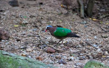 Зоопарк в Паттайе, Таиланд, 2014 год