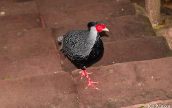 Зоопарк в Паттайе, Таиланд, 2014 год