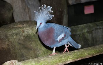 Зоопарк в Паттайе, Таиланд, 2014 год