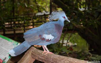 Зоопарк в Паттайе, Таиланд, 2014 год