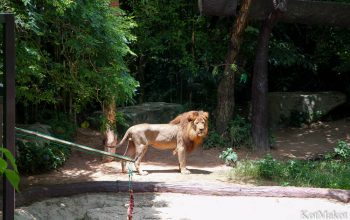 Зоопарк в Паттайе, Таиланд, 2014 год