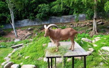 Зоопарк в Паттайе, Таиланд, 2014 год