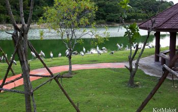 Зоопарк в Паттайе, Таиланд, 2014 год