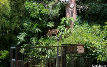 Зоопарк в Паттайе, Таиланд, 2014 год