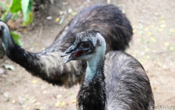 Зоопарк в Паттайе, Таиланд, 2014 год