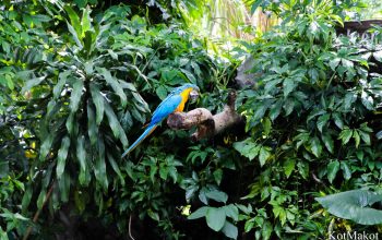 Зоопарк в Паттайе, Таиланд, 2014 год