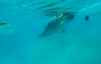 Плаваем с Китовой Акулой в Ослобе, Филиппины, 2015 год