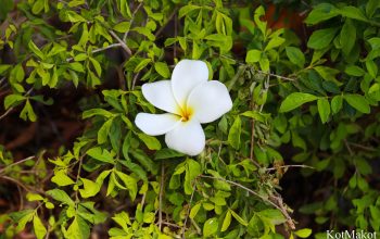 Себу, Филиппины 2015 год