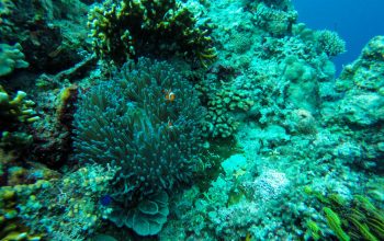 Дайвинг на Филиппинах, Панглао