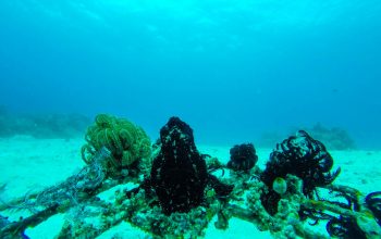 Дайвинг на Филиппинах, Панглао