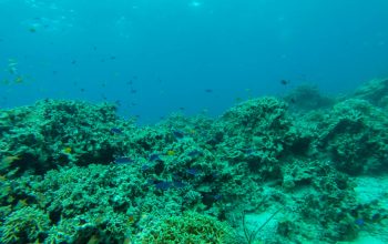 Дайвинг на Филиппинах, Панглао