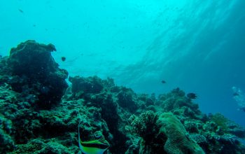 Дайвинг на Филиппинах, Панглао