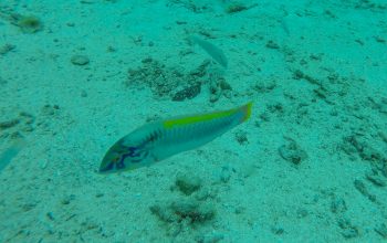 Дайвинг на Филиппинах, Панглао