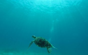 Дайвинг на острове Баликасак, Филиппины