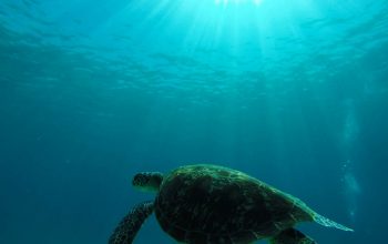 Дайвинг на острове Баликасак, Филиппины