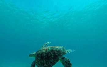 Дайвинг на острове Баликасак, Филиппины