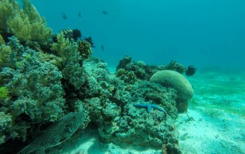 Дайвинг на острове Баликасак, Филиппины