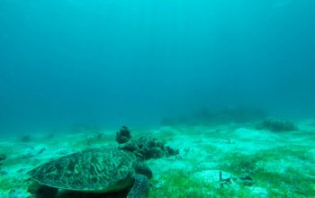 Дайвинг на острове Баликасак, Филиппины