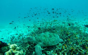 Дайвинг на острове Баликасак, Филиппины