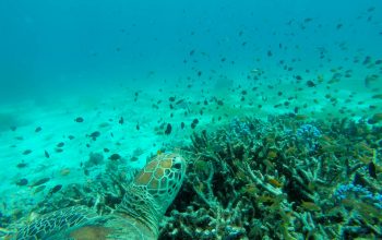 Дайвинг на острове Баликасак, Филиппины