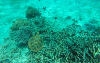 Дайвинг на острове Баликасак, Филиппины