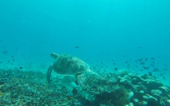 Дайвинг на острове Баликасак, Филиппины