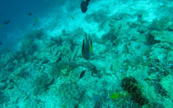 Дайвинг на острове Баликасак, Филиппины