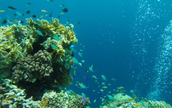 Дайвинг на острове Баликасак, Филиппины