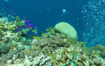 Дайвинг на острове Баликасак, Филиппины