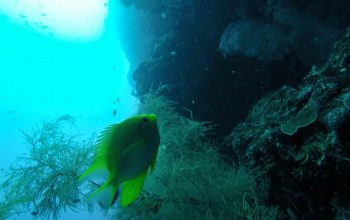 Дайвинг на острове Баликасак, Филиппины