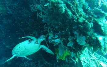 Дайвинг на острове Баликасак, Филиппины