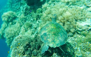 Дайвинг на острове Баликасак, Филиппины