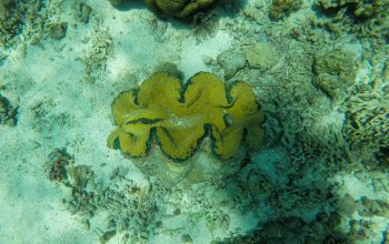 Дайвинг на острове Баликасак, Филиппины