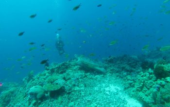 Дайвинг на острове Баликасак, Филиппины