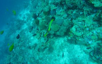 Дайвинг на острове Баликасак, Филиппины