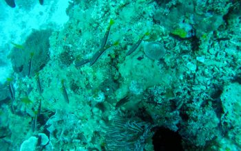 Дайвинг на острове Баликасак, Филиппины