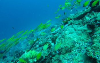 Дайвинг на острове Баликасак, Филиппины