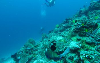 Дайвинг на острове Баликасак, Филиппины