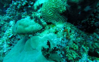 Дайвинг на острове Баликасак, Филиппины