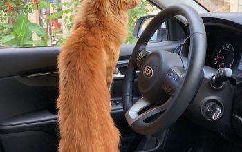 как путешествовать с котом