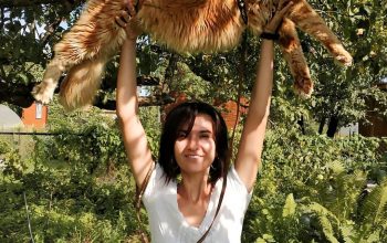 Путешествие с котом